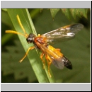 Tenthredo campestris - Blattwespe 11.jpg